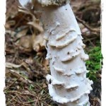 How To Get a Bigger ‘Mushroom’ Penis Head