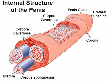 Penis Anatomy diagram